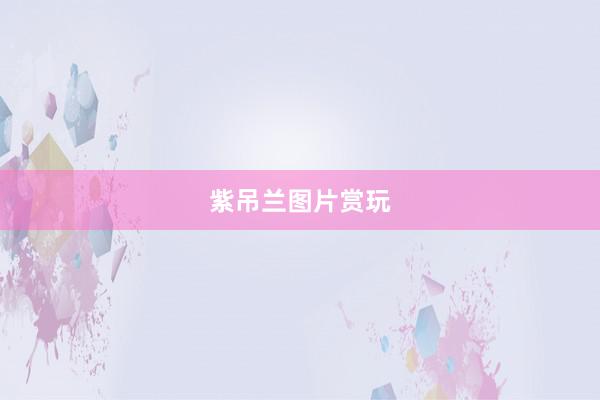紫吊兰图片赏玩